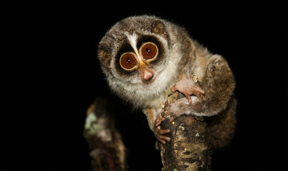Montane Slender Loris